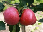 Health Benefits Apple Aid
