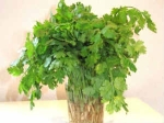 Health Benefits Coriander Aid