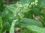 Health Benefits Spinach Aid