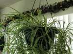 Easy Grow Houseplants
