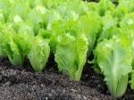 How Make Rich Soil