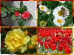 List Common Flowers Your Garden