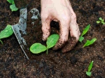 Tips Seeding Lawn