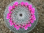  Types Cactus Grow At Home