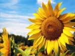  Edible Flowers That Are Nutritio