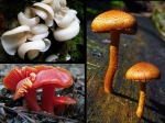  Colourful Mushrooms Grow At Home