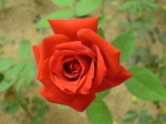 The Health Benefits Roses