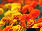 Summer Flowers A Colourful Garden