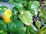 Tips Grow Money Plant Faster