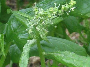 Health Benefits Spinach Aid0092 Health Benefits Spinach Aid0092