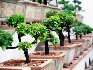 Indoor Trees Indoor Trees