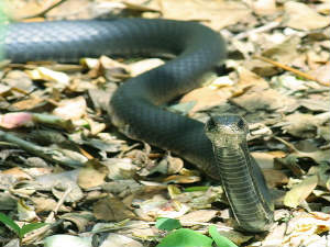 Snake