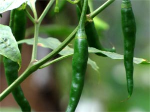Green Chilli