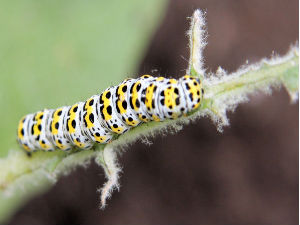 Insect