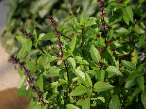 Basil