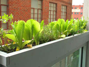 Kitchen Garden