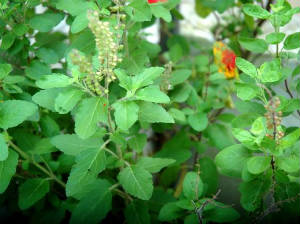 Tulsi