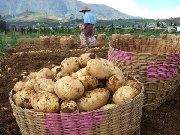 tips grow potatoes aid0204 tips grow potatoes aid0204