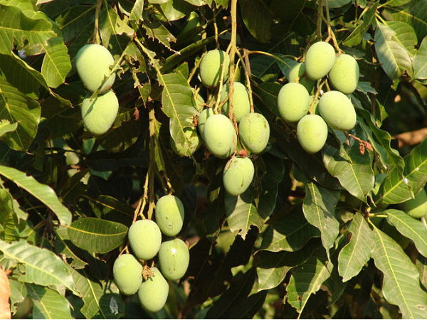 how mangoes aid weight loss how mangoes aid weight loss