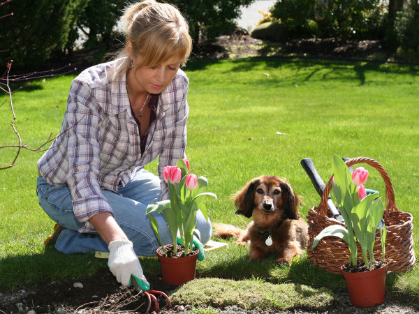 how make pet friendly garden how make pet friendly garden