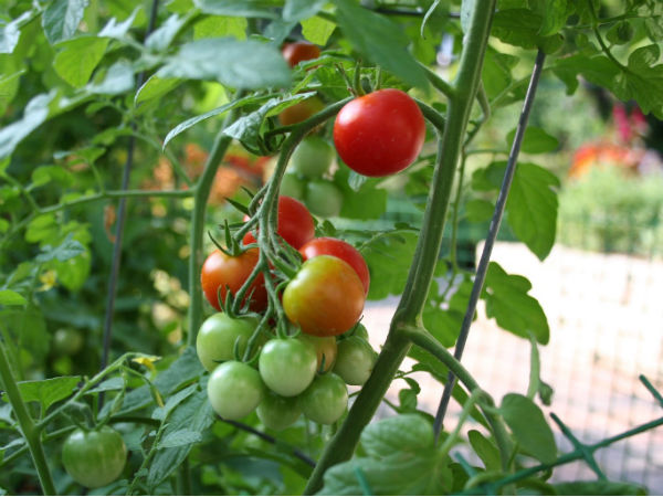 make your own kitchen garden make your own kitchen garden