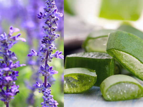 herbs get soft smooth skin herbs get soft smooth skin