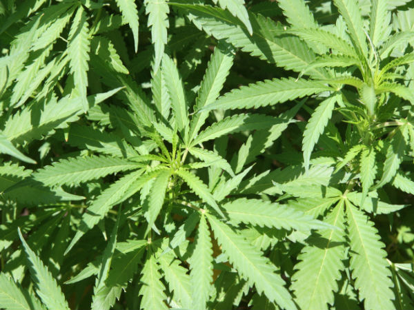 marijuana weight loss marijuana weight loss