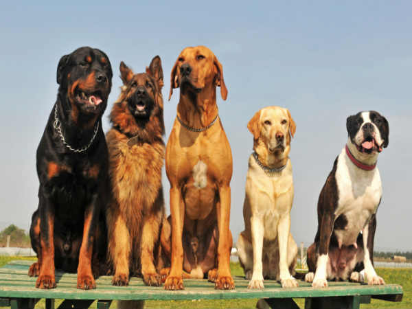 why keeping pets is good why keeping pets is good