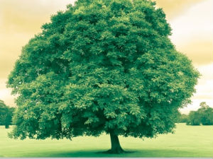 The Enlightenment Trees Grass The Enlightenment Trees Grass