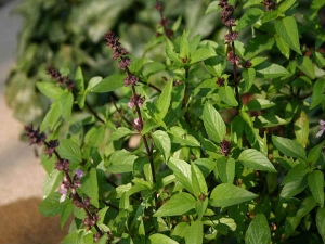 Medicinal Uses Of Tulsi