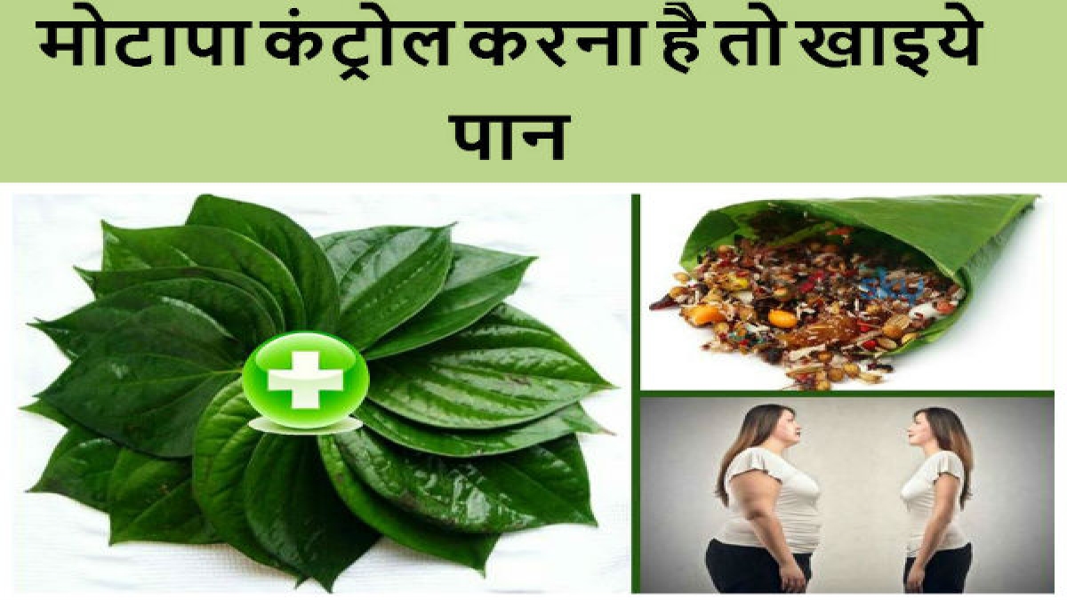 पान के पत्‍ते कैसे कर सकते हैं मोटापे में कमी? Betel leaf home remedy