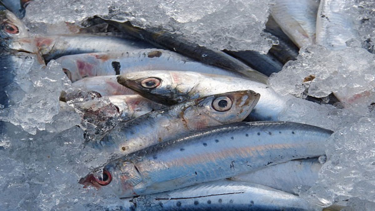 जो मछली आप खाने जा रहे हो वो ताजी है या सड़ी हुई, ऐसे करें पहचान How