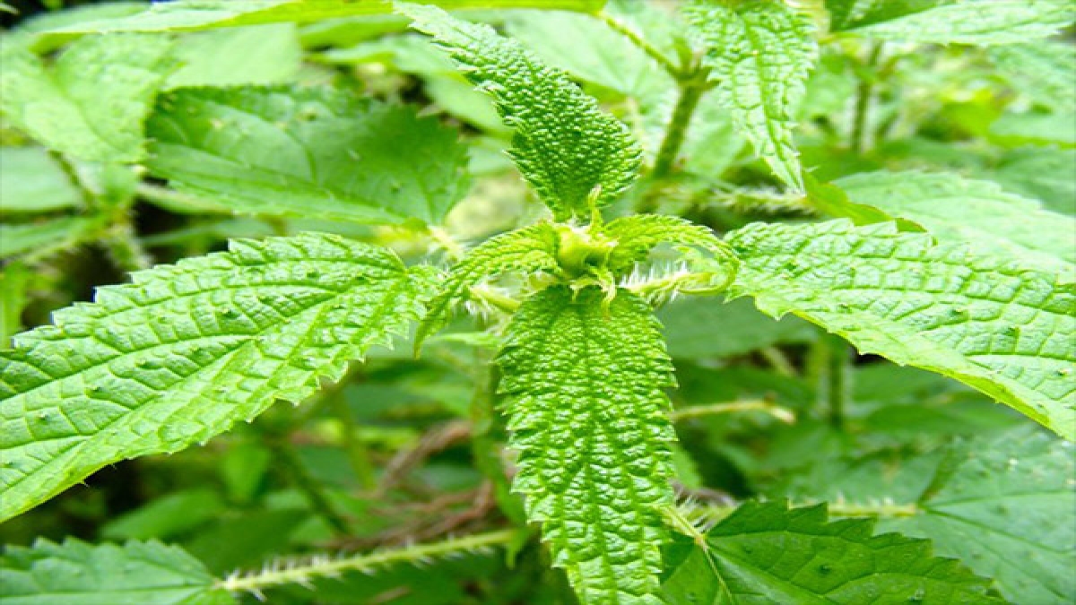 दिखने में खतरनाक इस कंटीले बिच्‍छू बूटी में छिपे है कमाल के गुण, मर्दों