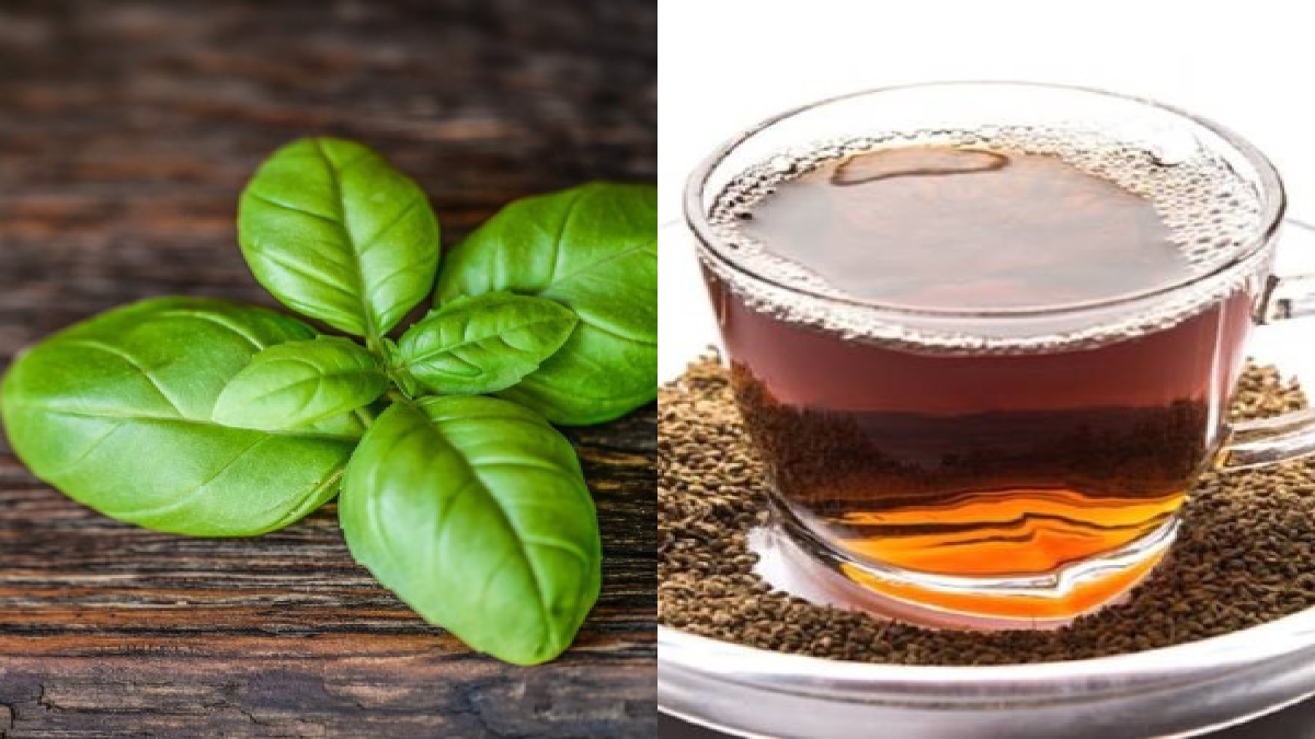 तुलसी और अजवाइन के पानी से तेजी से कम होता है फैट, जानें इसे बनाने का तरीका Benefits of Tulsi