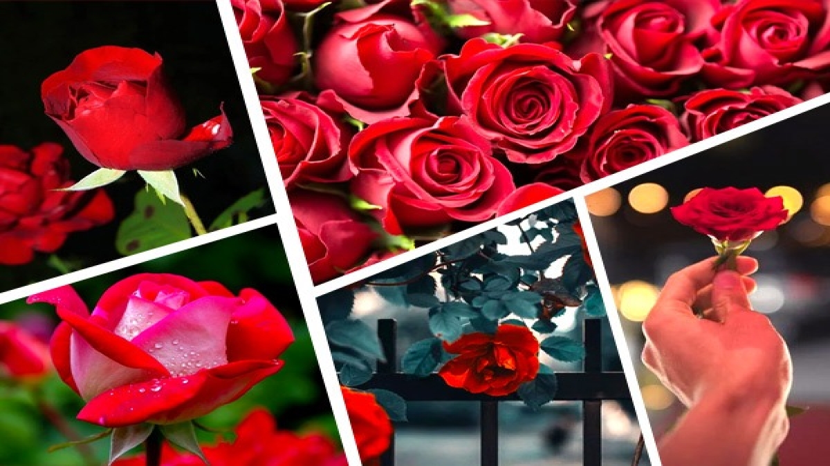 Rose Flower Uses In Hindi Best Flower Site