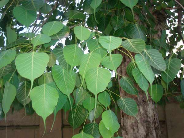 8. क्यों करते है पीपल के वृक्ष की पूजा 8. क्यों करते है पीपल के वृक्ष की पूजा
