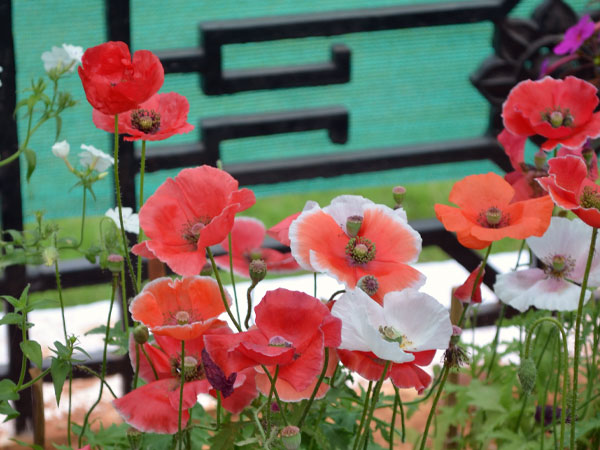 पैन्ज़ी