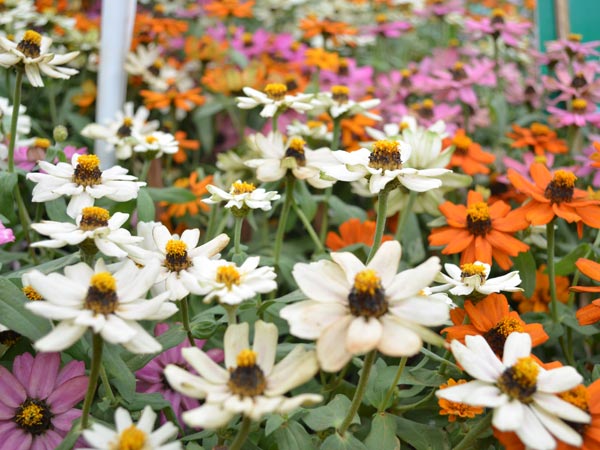 रंग बिरंगे फूल