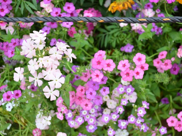 गुलाबी और बैंगनी फूल