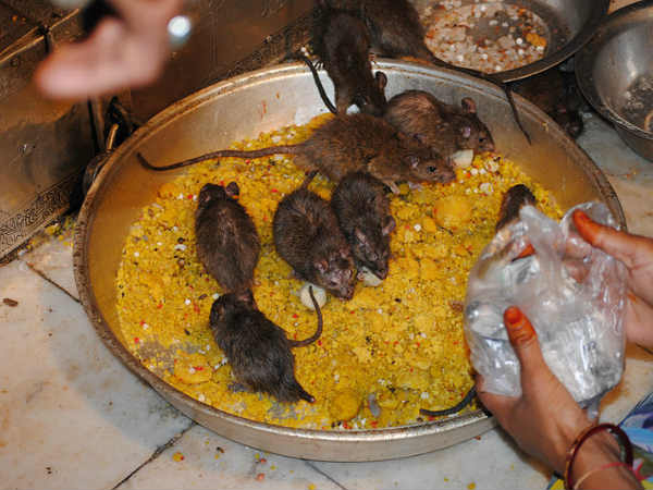 चूहों का जूठा प्रसाद खाते हैं भक्त चूहों का जूठा प्रसाद खाते हैं भक्त