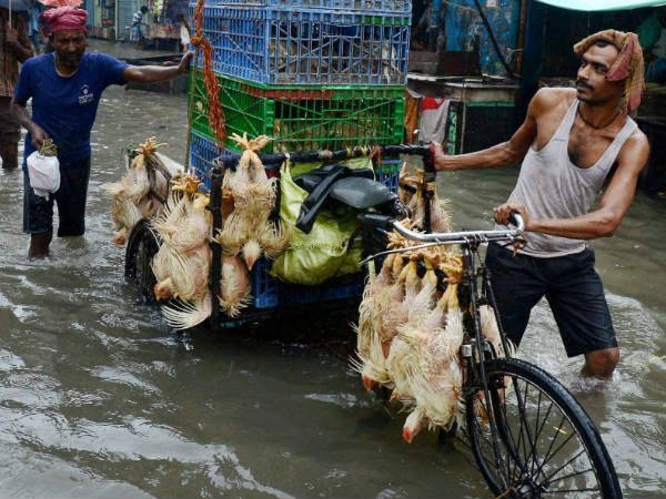 मुर्गियों में पनप रहे जीवाणु संक्रमण से कैसे बचा जा सकता है