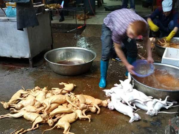 ये कुत्ते कहाँ से लाये जाते हैं? ये कुत्ते कहाँ से लाये जाते हैं?