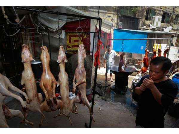 इस पागलपंथी में कितने कुत्ते मारे जाते हैं? इस पागलपंथी में कितने कुत्ते मारे जाते हैं?