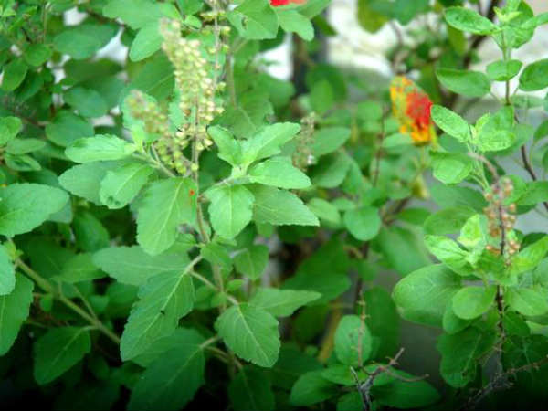 2. तुलसी: