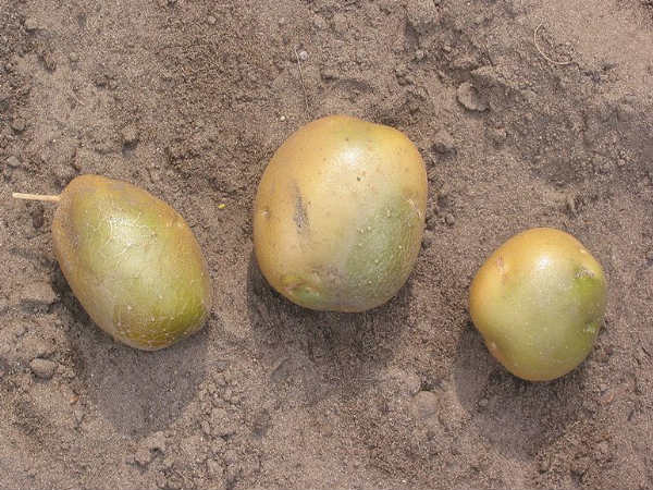 आखिर आलू हरे के क्यूं हो जाते हैं?? आखिर आलू हरे के क्यूं हो जाते हैं??