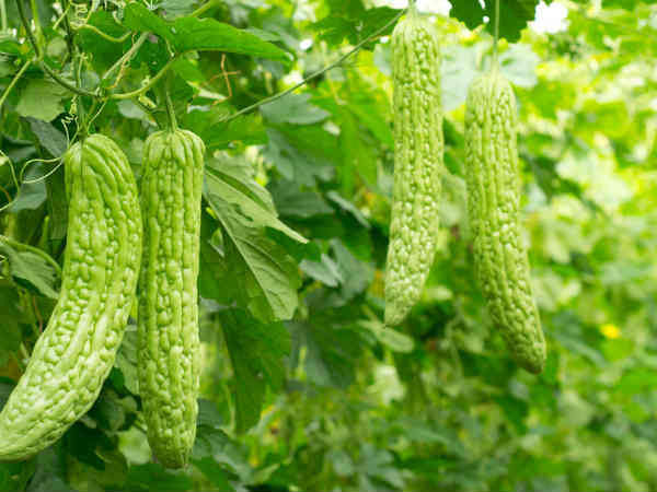 3. करेले की कड़वी पत्तियां: 3. करेले की कड़वी पत्तियां: