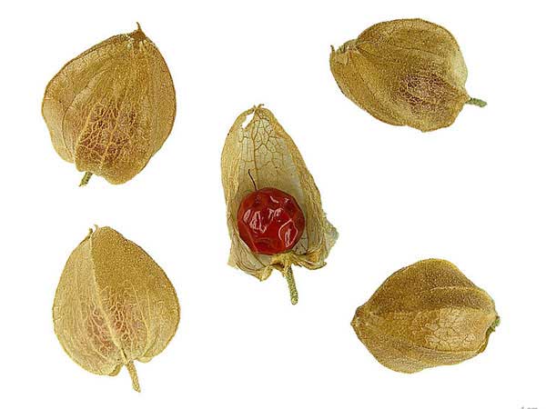 5. अश्वगंधा: 5. अश्वगंधा: