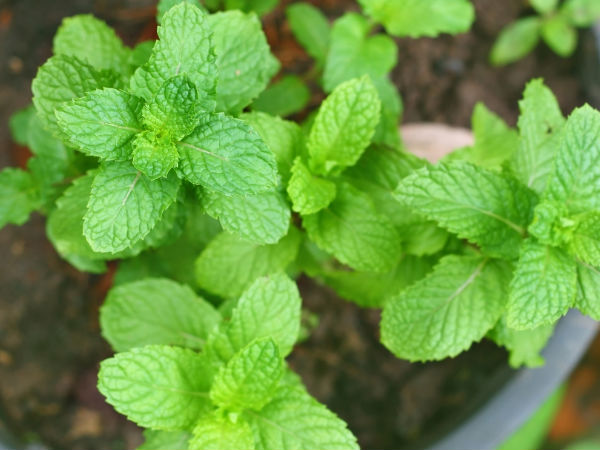 पुदीने की पत्‍तियां लगा कर सिर्फ 4 दिनों में पाएं आंखों के डार्क सर्कल से  छुटकारा | Ways On How To Use Mint Leaves For Dark Circles Under Eyes -  Hindi Boldsky