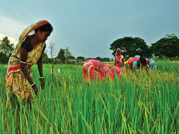 2. कृषि की सफलता 2. कृषि की सफलता