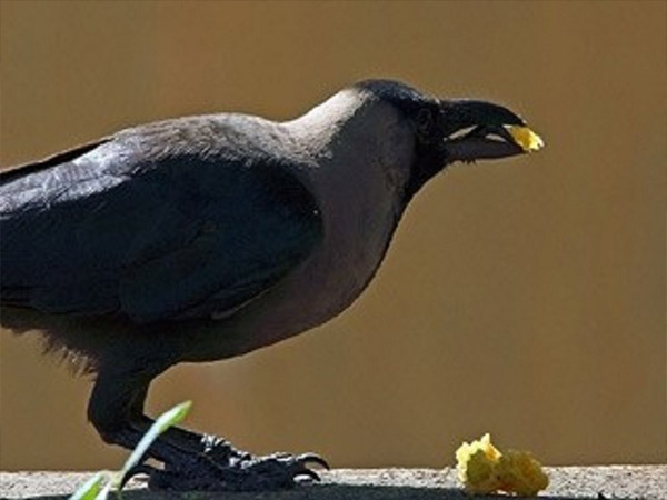 कौए, कुत्ते और गाय के लिए निकाले भोजन